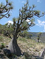 CGL0324 Beaucarnea gracilis.jpg
