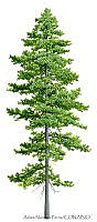 ANP0133 Pinus ayacahuite.jpg
