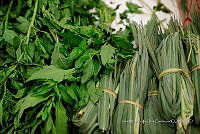 IMDOC Hong 0123 Cymbopogon citratus.jpg