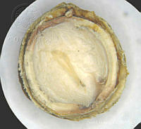 SL1588 Jatropha dioica.jpg