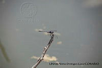 PJ016 0591 Dythemis nigrescens.JPG