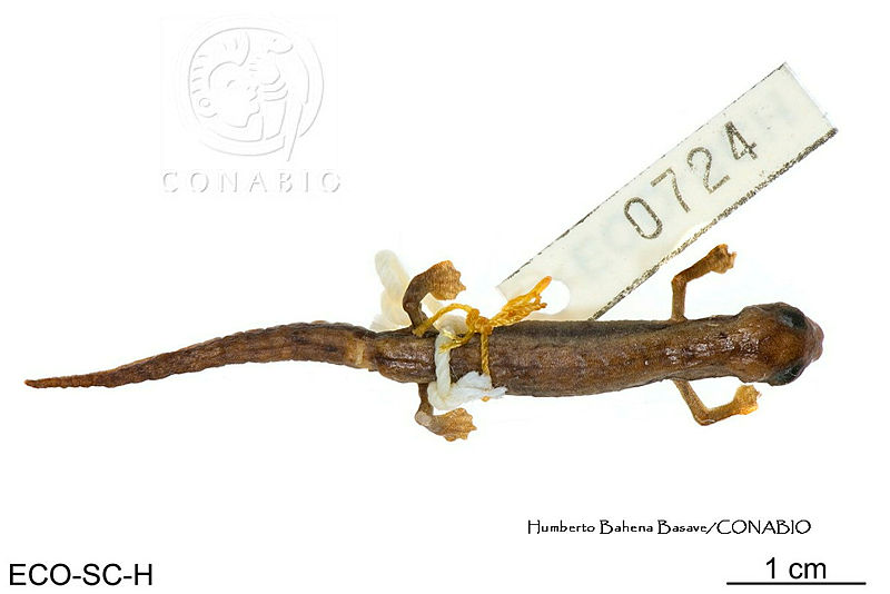 ME006%20herp%20SCLC%200198%20Bolitoglossa%20rufescens%20 %20(Cope%2C%201869).jpg.rSektpb1McFv eVhQA3g0JtbmFja29CbnFuZ3NAbXJ6LGtwZwA.grX Z72bp 