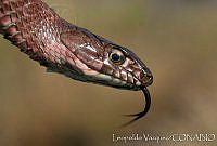 LV0011 Masticophis flagellum.jpg