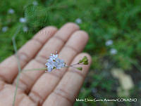 MEGA 0691 Boerhavia erecta.JPG