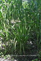 SG019 0281 Cymbopogon citratus, Zea mays.jpg
