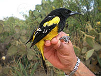 KMS0034 Icterus parisorum.jpg