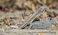 AAKVDH 0272 Callisaurus draconoides.JPG