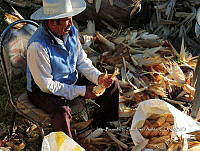 JBSA 001 Zea mays.jpg