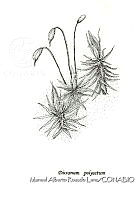 MARL0238 Dicranum polysetum.jpg