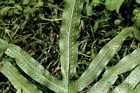 JDA D 00573 Phlebodium pseudoaureum.jpg