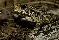 MASM04932 Incilius sp..jpg