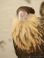 CGL0567 Caracara cheriway.jpg
