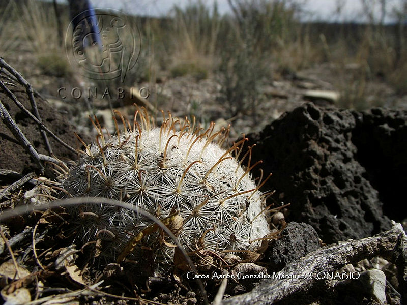 CAGM%200016%20Mammillaria%20stella de tacubaya.jpg.nyf1q n0MT1xjy1jQA3g0JtbmFja29CbnFuZ3NAbXJ6LGtwZwA.qkygMtV8LB