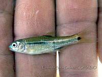 ESG062 Notropis tropicus.JPG