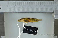 SGQ0672 Elacatinus puncticulatus.jpg