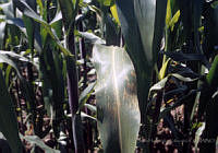 EHX0330 Zea mays.JPG