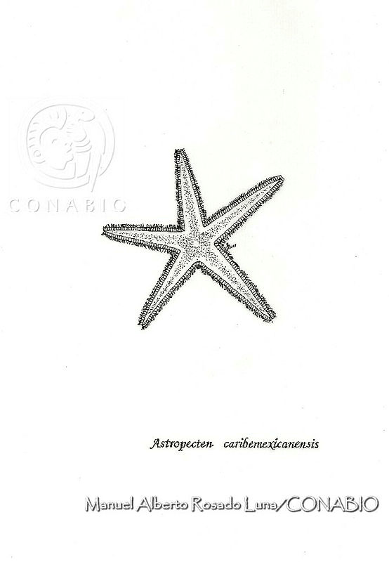 MARL0077%20Astropecten%20caribemexicanensis.jpg.qyfz6v 0Mc17jSlhQA3g0JtbmFja29CbnFuZ3NAbXJ6LGtwZwA.Z3Jqg2J 2F