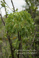 ZAPF0547 Pittocaulon praecox.jpg