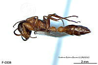 ME006 Hormi 0316 Pseudomyrmex gracilis.jpg