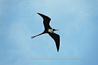 UM001 0216 Fregata magnificens.jpg