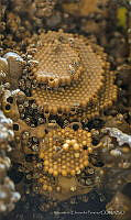 MEP01 Melipona beecheii.jpg