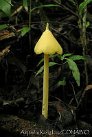 AKL0039 Nolanea murrayi.jpg