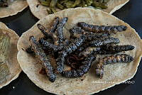 3R00699 Aegiale hesperiasis.jpg