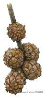 ADDLT0008 Conocarpus erectus.JPG