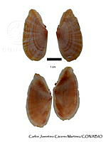 KT014 0384 Tellina zacae.JPG