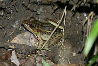 RLR001 Lithobates brownorum.jpg