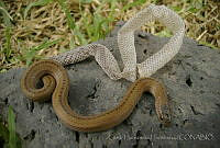 CHH0026 Conopsis lineata.jpg