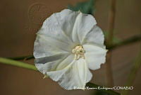 RRR0667 Operculina pinnatifida.jpg