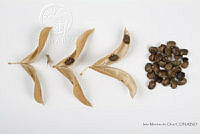 IMDOC2558 Phaseolus lunatus.jpg