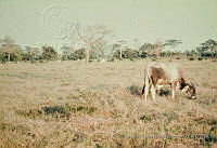 FGM2705 Cynodon plectostachyus.JPG