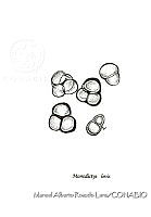 MARL0453 Monodictys levis.jpg