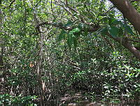 LM019 1048 Laguncularia racemosa, Rhizophora mangle.jpg