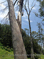 PRB0308 Equisetopsida.jpg