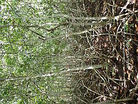 UM001 0057 Rhizophora mangle.jpg