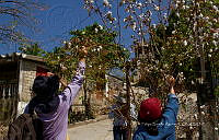 FBA0829 Gossypium hirsutum.jpg