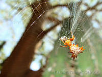 EGP0057 Micrathena gracilis.jpg