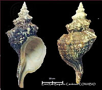 KT014 0621 Triplofusus giganteus.JPG