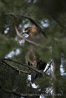 MASM06332 Aquila chrysaetos.jpg