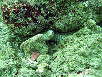 JCCC0093 Muraena lentiginosa.jpg