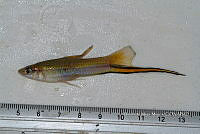 LI006 029 Xiphophorus helleri.jpg