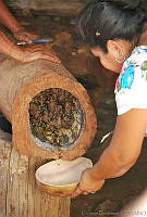 CD0297 Melipona sp..jpg