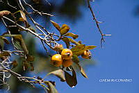 3R 00720 Crataegus mexicana.tif