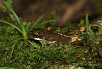 LCM0045 Duellmanohyla schmidtorum.jpg