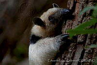 ELC0112 Tamandua mexicana.jpg