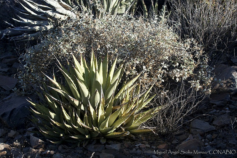 MASM00028%20Agave%20deserti.jpg.nyek  D0MS0jHzdhQA3g0JtbmFja29CbnFuZ3NAbXJ6LGtwZwA.kaVKKEb2kE