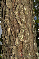 MDLLPG0145 Quercus subspathulata.jpg
